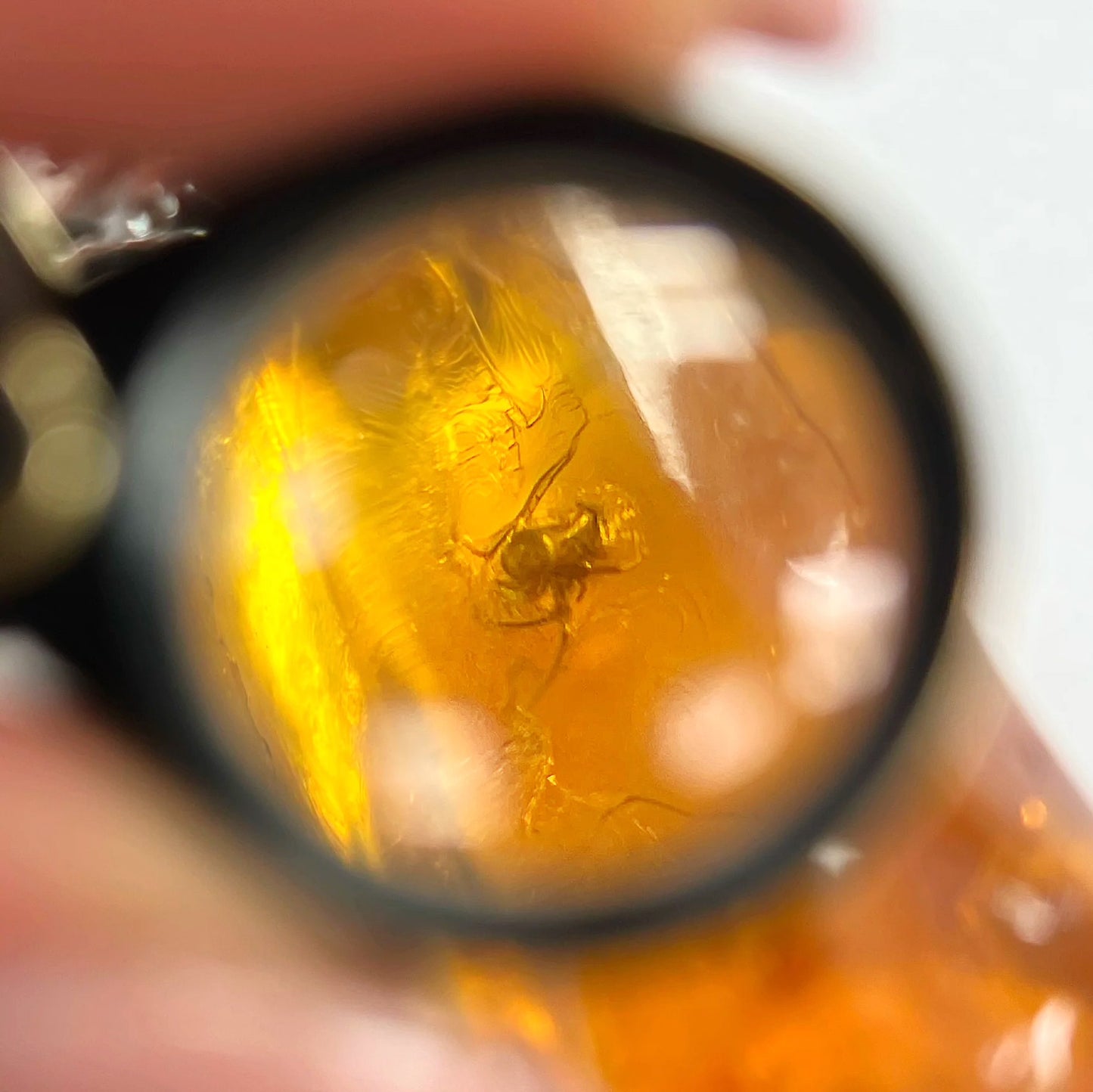 Rare Sterling Silver Orange Amber Prehistoric Fossilised Spider Pendant